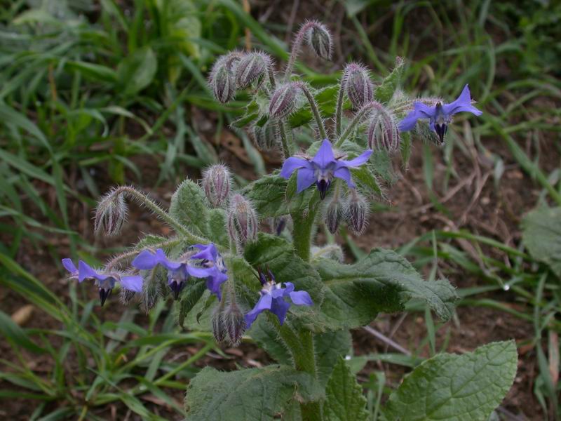 Borago officinalis / Borragine comune